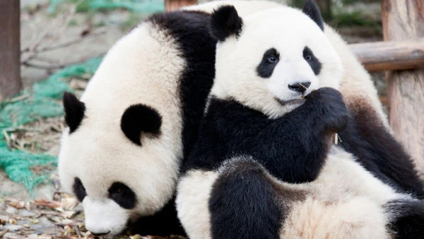 KÍNAI KÖRUTAZÁS A TŰHEGYEK ÉS A PANDÁK FÖLDJÉN **** 8. kép