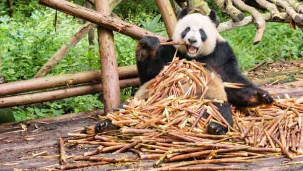 KÍNAI KÖRUTAZÁS A TŰHEGYEK ÉS A PANDÁK FÖLDJÉN **** 9. kép