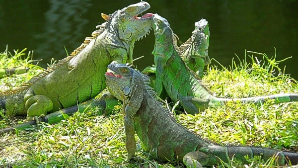 KOLUMBIA ÉS PANAMA - A KÁVÉ ÚTJÁN **** 1. kép