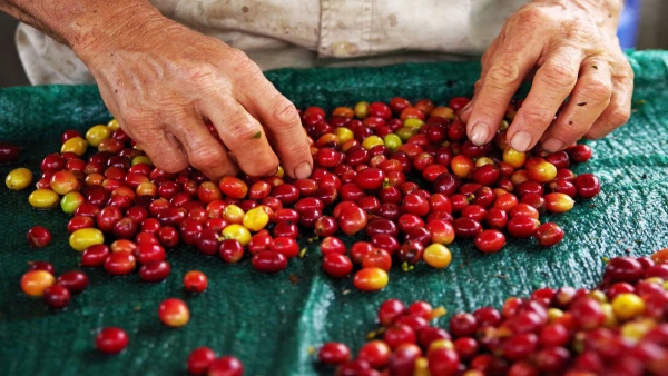 KOLUMBIA ÉS PANAMA - A KÁVÉ ÚTJÁN **** 11. kép