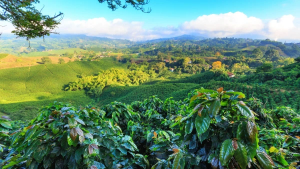 KOLUMBIA ÉS PANAMA - A KÁVÉ ÚTJÁN **** 13. kép