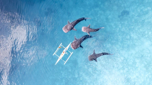 A FÜLÖP-SZIGETEK FELFEDEZÉSE **** 1. kép