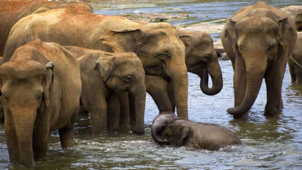 KÖRUTAZÁS SRÍ LANKÁN TENGERPARTI PIHENÉSSEL **** 18. kép