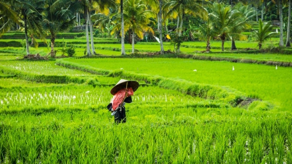 JÁVA - BALI, KÖRUTAZÁS TENGERPARTI PIHENÉSSEL **** 20. kép