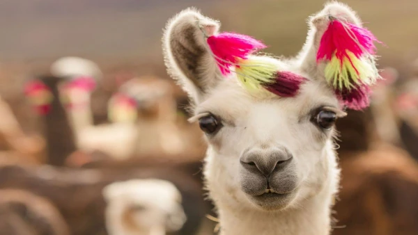 PERUI TÁJAKON: AZ ANDOKTÓL AZ ÓCEÁNIG **** 11. kép