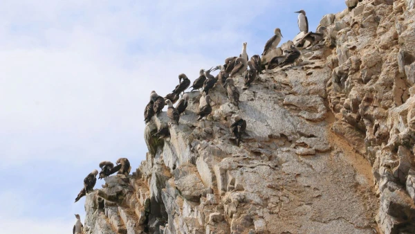 PERUI TÁJAKON: AZ ANDOKTÓL AZ ÓCEÁNIG **** 4. kép