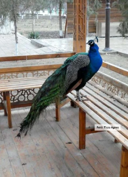 A Selyemút nyomán Üzbegisztán 4. kép