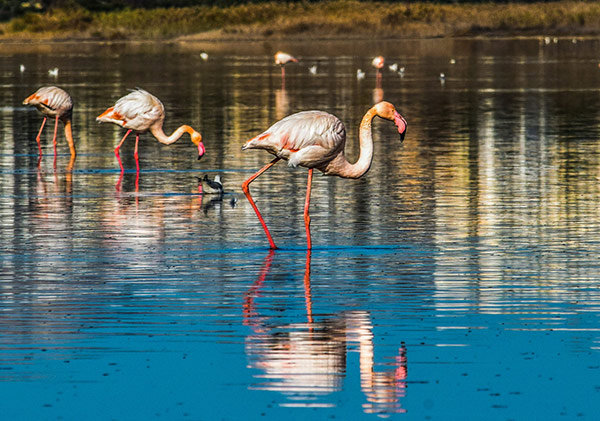 ciprus utazás repülőjegy nyaralás all inclusive hotel mortons travel utazási iroda larnaka limassol nicosia paphos unesco odeon vénusz larnaka sós tó fasouri watermania