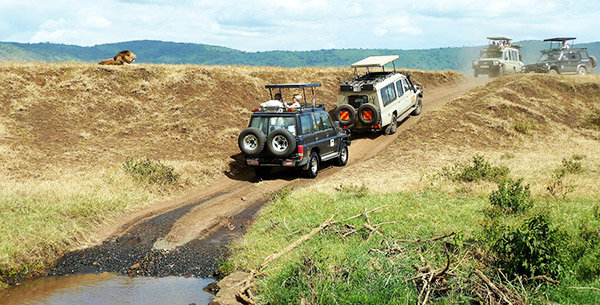 Dél afrika szafari safari utazás repülőjegy fokváros johannesburg pretoria dél-afrikai köztársaság vízum tábla-hegy asztal-hegy jóreménység foka kruger nemzeti park csoportos utazás egyéni utazás biztosítás autóbérlés mortons travel utazási iroda