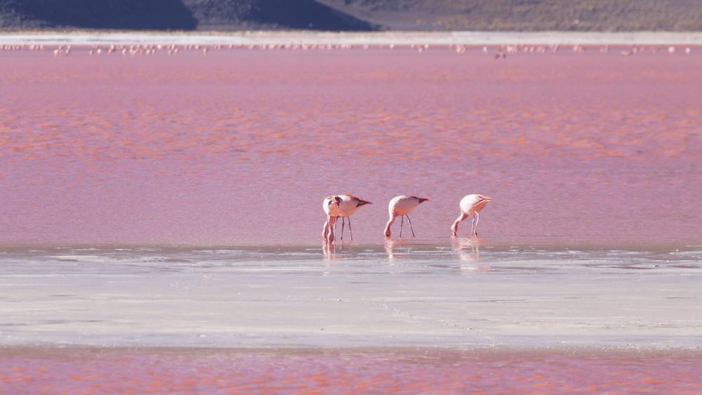 három flamingo táplálkozik a rózaszín tóban