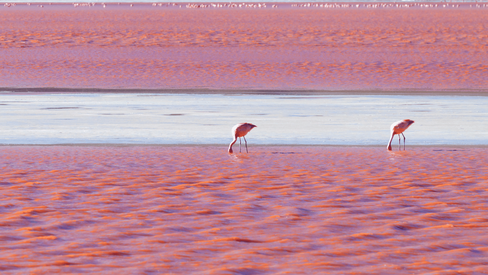 Egy fehér homokos sétánnyal elválasztott két rózaszín tó, ahol kettő flamingo iszik