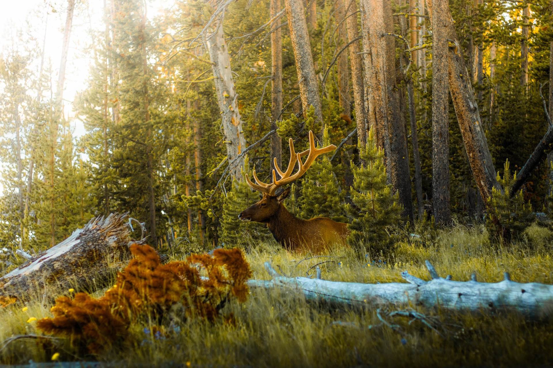 Óvakodj a Yellowstone agresszív szarvasféléitől!  kép