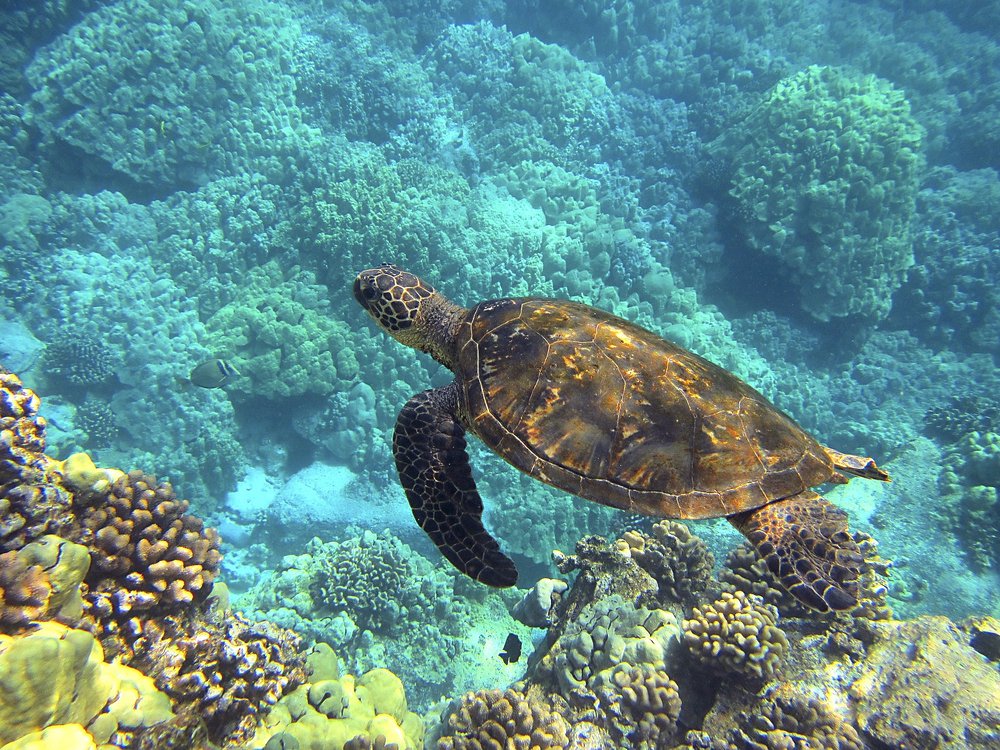 tunnels beach tengeri teknős úszás snorkeling hawaii