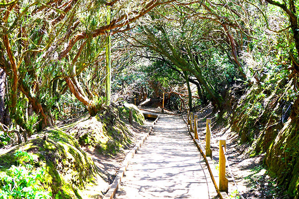 Tenerife utazás kanári-szigetek spanyolország las canarias santa cruz puerto de la crus los gigantes los christianos playa de las americas el medano teide vulkán mazca kanyon szurdok túra