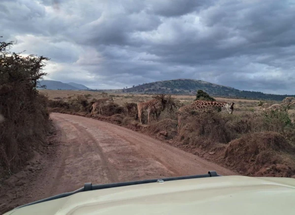 Szafari Tanzániában Zanzibári pihenéssel **** 4. kép