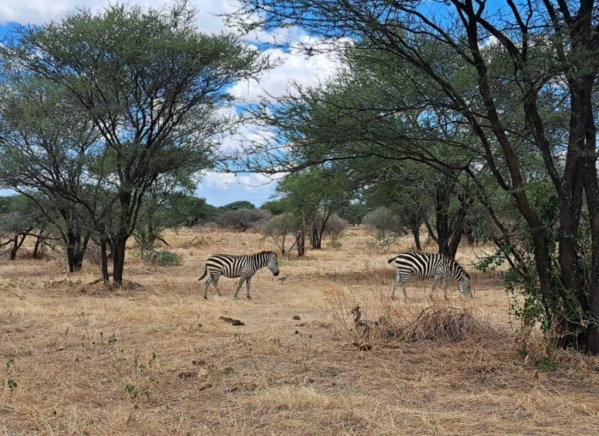 Szafari Tanzániában Zanzibári pihenéssel **** 5. kép
