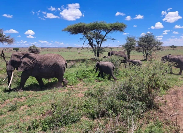 Szafari Tanzániában Zanzibári pihenéssel **** 16. kép