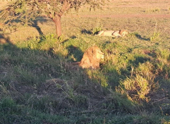 Szafari Tanzániában Zanzibári pihenéssel **** 29. kép