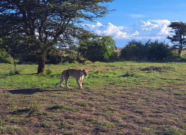 Szafari Tanzániában Zanzibári pihenéssel **** 30. kép
