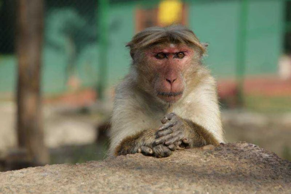 Nagykörút Sri Lankán 1. kép