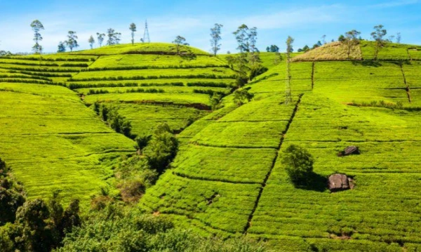 Nagykörút Sri Lankán 7. kép