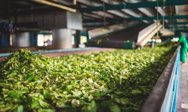 Nagykörút Sri Lankán 29. kép