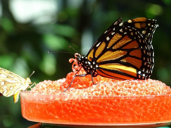 ARÁBIA TITKAI - OMÁN ÉS AZ ARAB EMÍRSÉGEK **** 9. kép