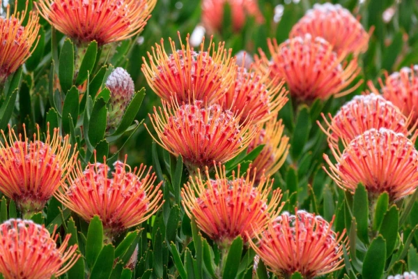 AZ IGAZI DÉL-AFRIKA ÉS A VIKTÓRIA-VÍZESÉS 14. kép