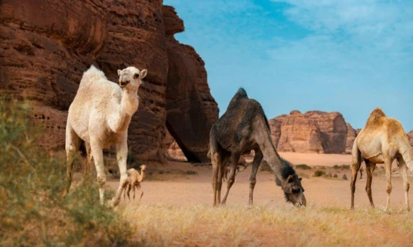 Szaúd-Arábia körutazás 13. kép