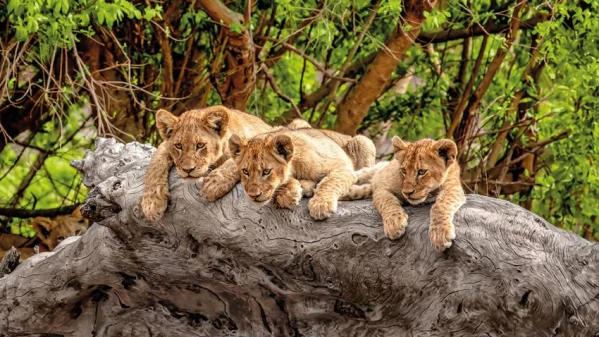 Dél-Afrika 15. kép