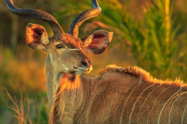 AZ IGAZI DÉL-AFRIKA & VIKTÓRIA-VÍZESÉS - CHOBE NEMZETI PARK 10. kép