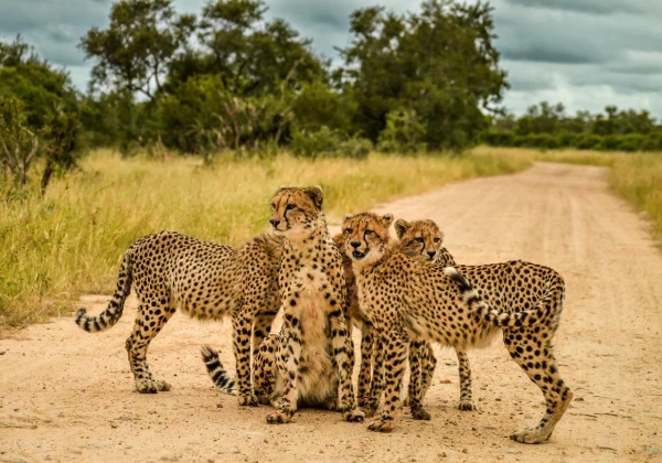 AZ IGAZI DÉL-AFRIKA & VIKTÓRIA-VÍZESÉS - CHOBE NEMZETI PARK 15. kép