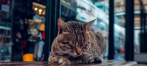 Valentin-nap Isztambulban kép