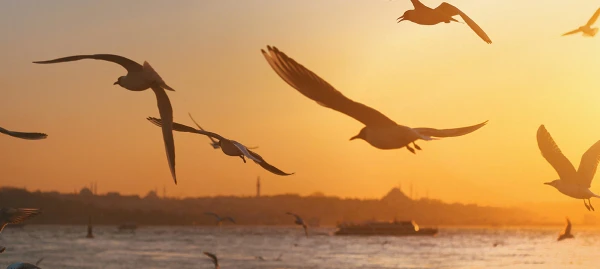 Valentin-nap Isztambulban 1. kép