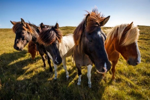 Izlandi csillagtúra a gejzírek és vulkánok szigetén pünkösdkor, magyar idegenvezetéssel  2026.05.21-26. 5. kép