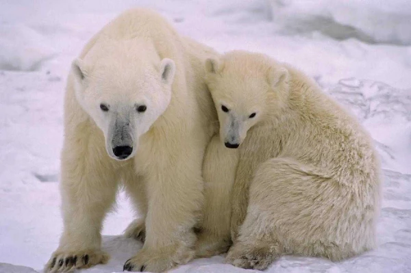 Svalbard (5 éj) + Oslo (2 éj) szállások 13. kép