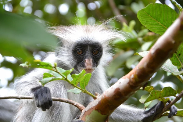Szafari Észak-Tanzánia nemzeti parkjaiban és nyaralás a mesés Zanzibáron 2026.02.19.-03.02. 6. kép
