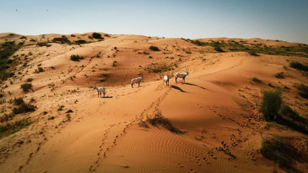 AZ EZERARCÚ EMIRÁTUSOK ÉS OMÁN **** 25. kép