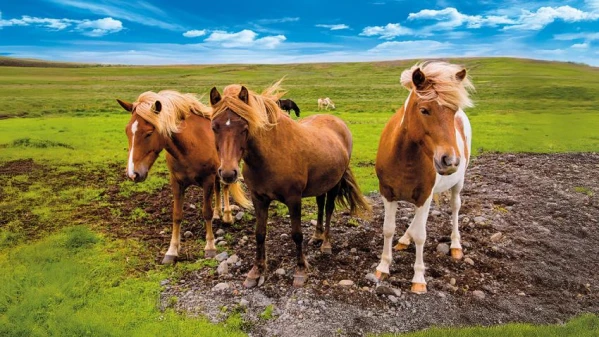 Izlandi csillagtúra 3. kép