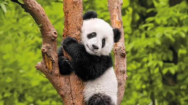 Gazdag kínai nagykörút 1. kép