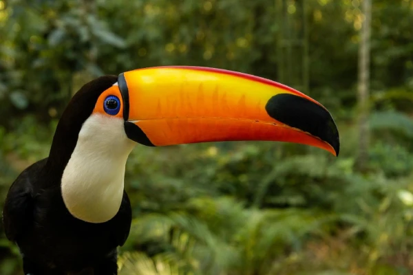 ARGENTIN TANGÓ & BRAZIL SZAMBA 8. kép