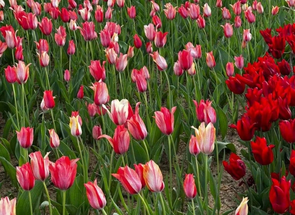 Isztambul és a Boszporusz a Nemzetközi Tulipánfesztivál idején **** 6. kép