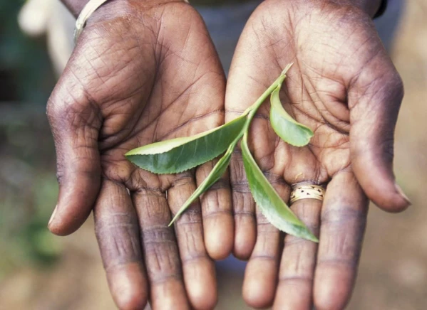 Karácsony Srí Lankán 9. kép