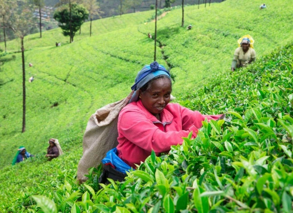 Karácsony Srí Lankán 25. kép