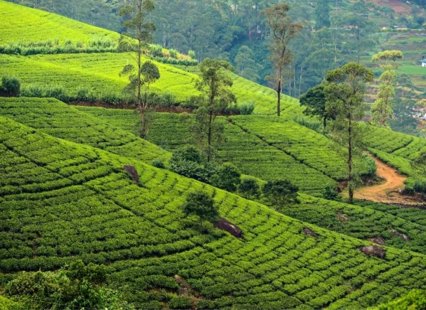 Karácsony Srí Lankán 1. kép